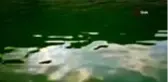 Hasan Uğurlu Barajı yeşile büründü
