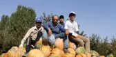 Rekoltesi bin tonun üzerine çıkan Isparta'nın bal kabağına pazar arıyor