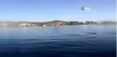 Yunus balıklarından muhteşem şov