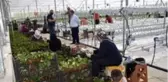 Sinop'ta 7 dönümlük çilek serası