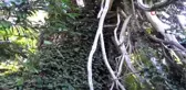 Türkiye'nin en geniş çaplı porsuk ağacı Artvin'de tescillendi