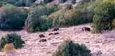 Aç kalan domuzlar, sürüler halinde köylere indi