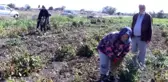 Son dakika haberleri! Kazak fasulyesinde hasat başladı - BALIKESİR