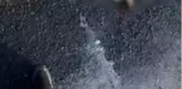 Son dakika haberi! Koyunları telef eden kurt kazada telef oldu