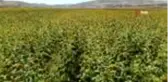 Tunceli Akpazar ovasında çekirdek hasadı