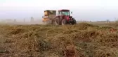 Harran Ovası'nda ilk kez üretilen yer fıstığı hasat edildi