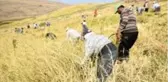 Son dakika haber | Siverek'te çeltik hasadına başlandı