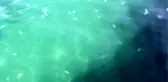 Marmara Denizi'nde denizanası sayısındaki artış dikkati çekiyor -TEKİRDAĞ