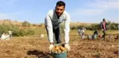 Patatesin tarlada 75 kuruşa düşmesi üreticiyi üzdü