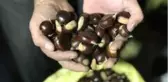 Türkiye'nin kestane pazarı kebapçılarla dolup taşıyor