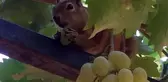 Üzüm hırsızı sincap suçüstü yakalandı