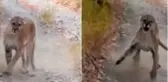 6 dakikalık kabus! Pumanın takip ettiği adam canını zor kurtardı
