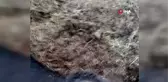 Yıldırım düştü, 3 inek telef oldu