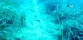Akdeniz'in Amazon ormanları Posidonia'ya, çapa ve zincirler zarar veriyor