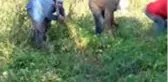 Ata tohumlarıyla yetiştirilen 