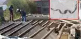 Canından bezen aile, yılanların yuva yaptığı evlerini yıkıyor
