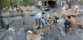 Sahibi ölen 70 köpeğe yuva aranıyor