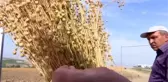 Türkiye'nin ilk yerli ve milli liflik keten tohumu 