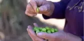 4 Bin 500 yıllık zeytin geçmişi olan Kilis'te zeytinin dalından sofraya yolculuğu