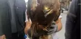 Yaralı olarak bulunan Şahin tedavi altına alındı