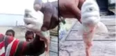 Tek gözlü köpekbalığı, görenleri şaşkına çevirdi