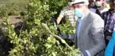Tohumundan ve yaprağından elde edilen baharat ve aromatik yağ gıda, kozmetik ve ilaç sanayiinde kullanılıyor