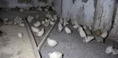 Prematüre kardeşi için başladı, şimdi ticaretini yapıyor