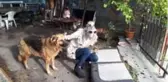 10 yıldır sokak hayvanlarını besliyor
