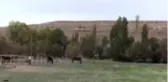 Şampiyon atların yetiştiği haranın tayları yarış yolunda