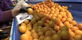 Narenciye ihracatında 