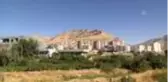 Derik zeytininin hasadına başlandı
