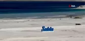 Son dakika haber! Dünyada sadece Salda Gölü kıyısında bulunan iki bitki türü koruma altına alındı