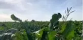 Şeker pancarı hasadına başlandı