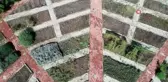 Rengi ve görüntüsüyle cezbeden bu bitkiler zehirliyor