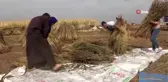 (ŞANLIURFA - ÖZEL)Siverek'te susam hasadı başladı