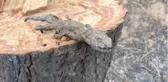 Hatay yangınından yürek yakan görüntüler