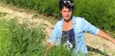 ODTÜ'lü Aslı, pazarlama sektörünü bırakıp kuşkonmaz üretimine başladı