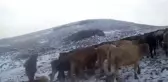 Doğu'da yüksek kesimlerde kar yağışı etkili oldu