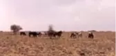 Yılkı atları bozkırlara renk katıyor