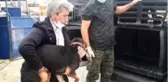 2 ayağından yaralanan köpek İstanbul'a tedaviye gönderildi