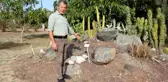 Botanik bahçesindeki kaktüsleri çaldılar