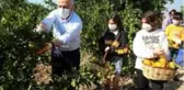 Mersinli çocuklar İzmirli depremzedeler için narenciye topladı
