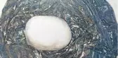 DEAŞ'ın kitabevinden çıkan bomba TNT RDX karışımı