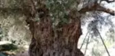 Asırlık zeytin ağaçları hasat ediliyor