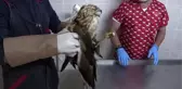Yaralı şahin tedavisinin ardından doğaya bırakıldı