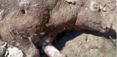 Ayılar, hayvancılıkla uğraşan vatandaşın bir yıllık emeğini bir gecede hiç etti