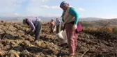 Yanan orman alanı kadın eliyle yeşerecek