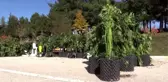 Yer altında Hint keneviri yetiştirdiği iddia edilen 4 kişi tutuklandı