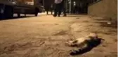 Kediye çarpmamak için canını hiçe saydı, önce çöp konteynerına ardından direğe çarptı