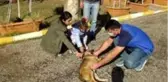 Küçük Almira, kendisini ısıran sokak köpeğini sevdi